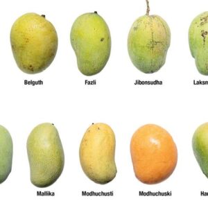 Mango